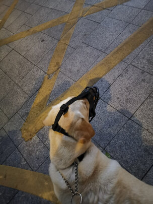 狗狗嘴套
