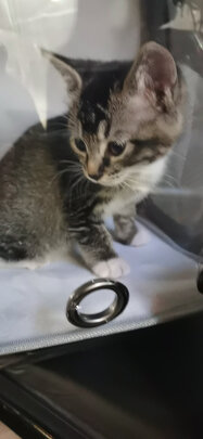 猫包
