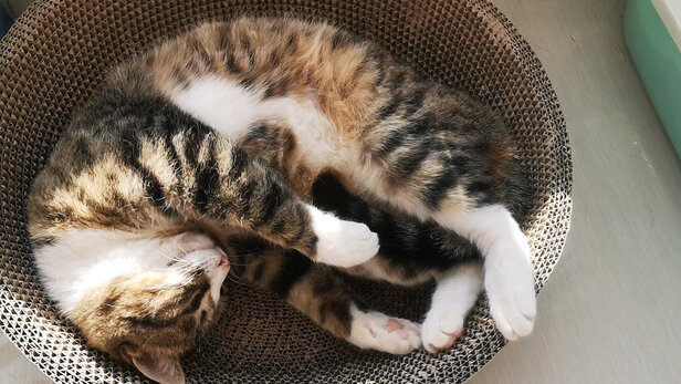猫抓板