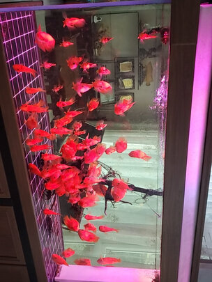 鱼缸加热棒