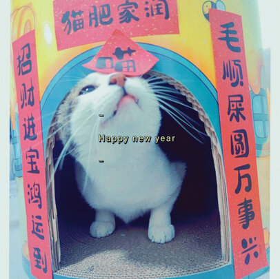 猫窝