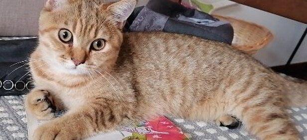 膨润土猫砂