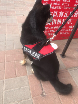 狗狗牵引绳