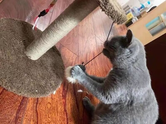 猫爬架