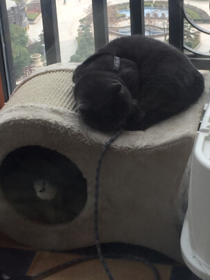 猫窝