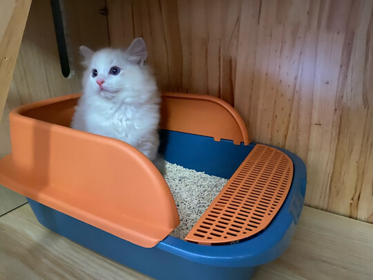 猫砂