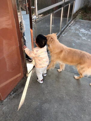 狗粮
