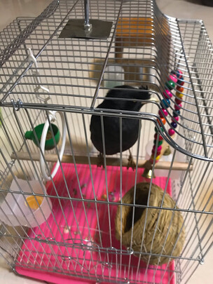 鸟笼