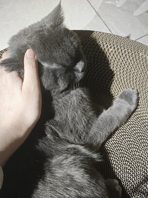 猫抓板
