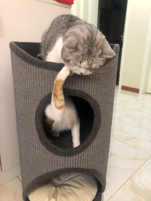 猫爬架