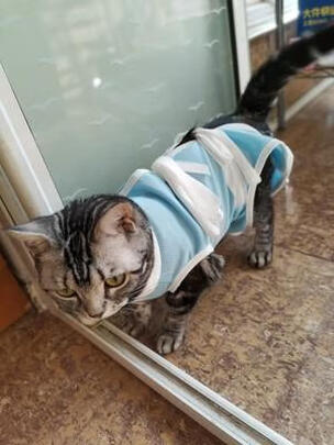猫咪手术服
