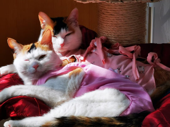 猫咪手术服