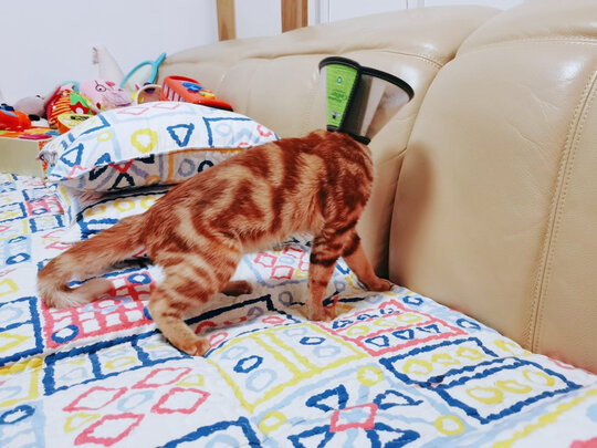 猫项圈