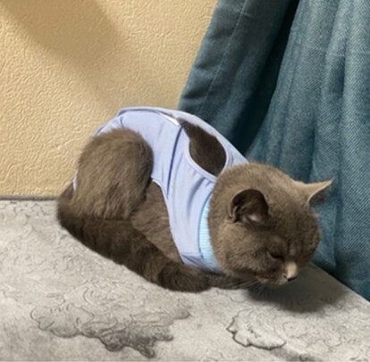 猫咪手术服