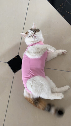 猫咪手术服