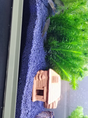 水草泥