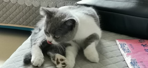 狗窝