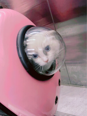 宠物包