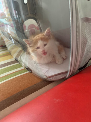 猫包