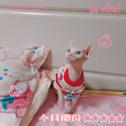 狗狗磨牙棒