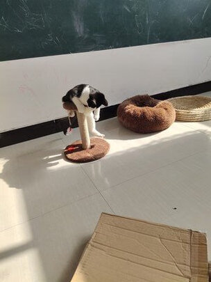 猫爬架