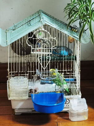 鸟笼