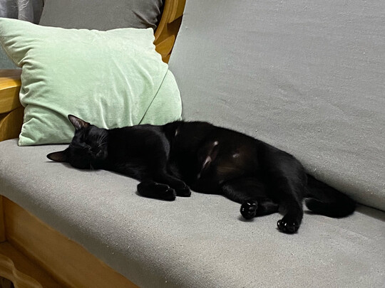 猫包