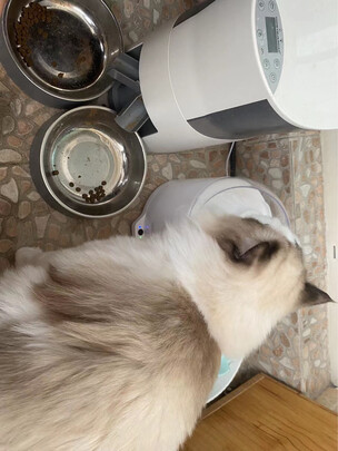 宠物饮水机