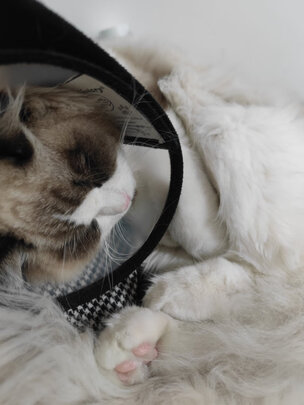 狗狗剃毛器