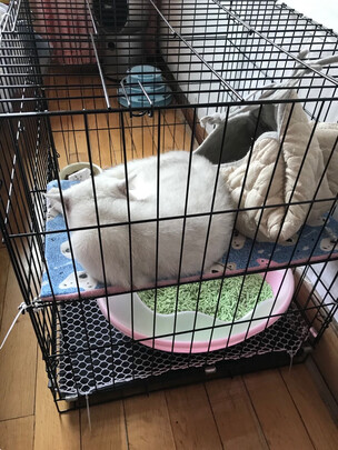 猫笼