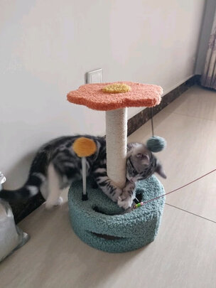 猫爬架