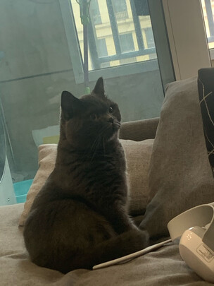 猫粮