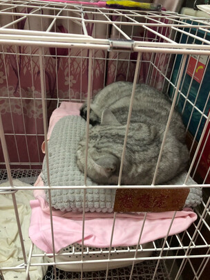  猫笼
