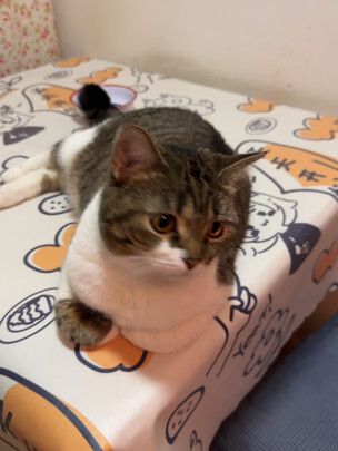 猫碗狗碗
