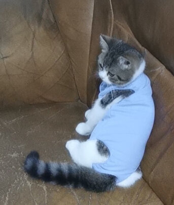 猫咪手术服