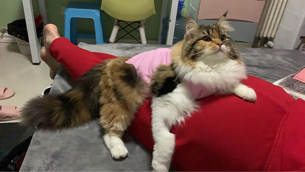 猫咪手术服