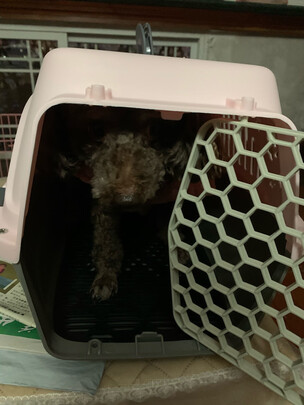 猫包