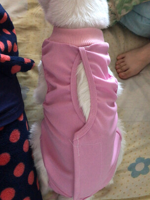 猫咪手术服
