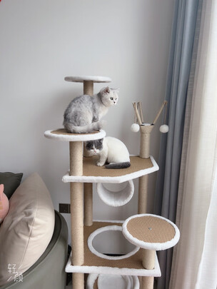 猫爬架