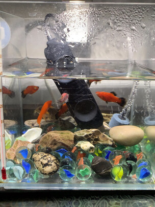 鱼缸氧气泵
