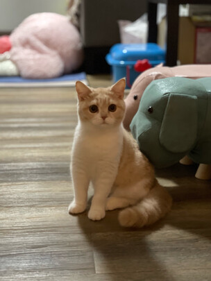 猫粮罐头