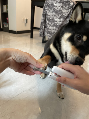猫咪指甲剪