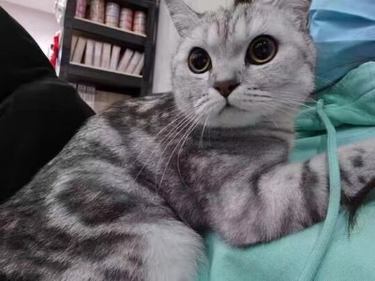 狗狗除臭剂