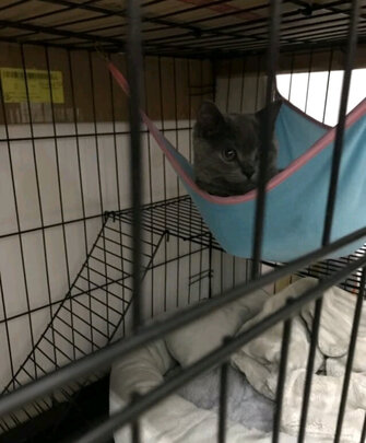 猫笼