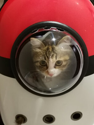 宠物包