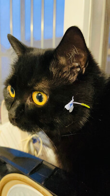 猫粮