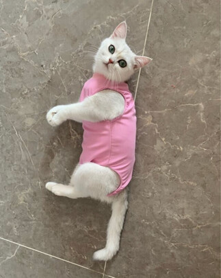 猫咪手术服