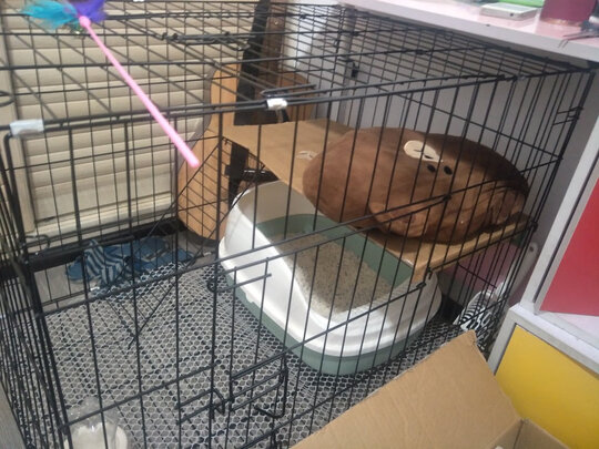 猫笼