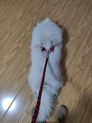 狗绳
