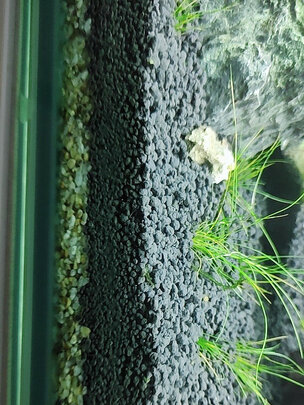 水草泥